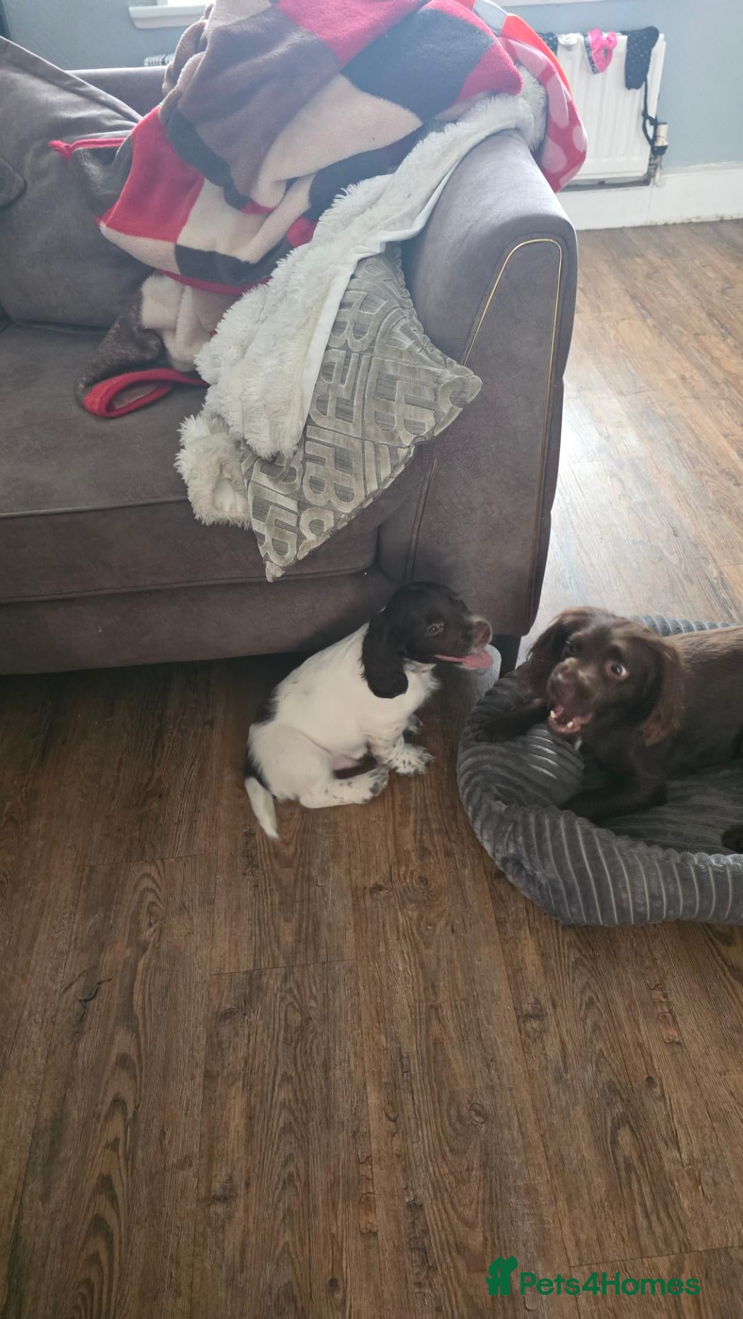 Cocker Spaniel dogs Liver white cocker spanie male - Advert 1