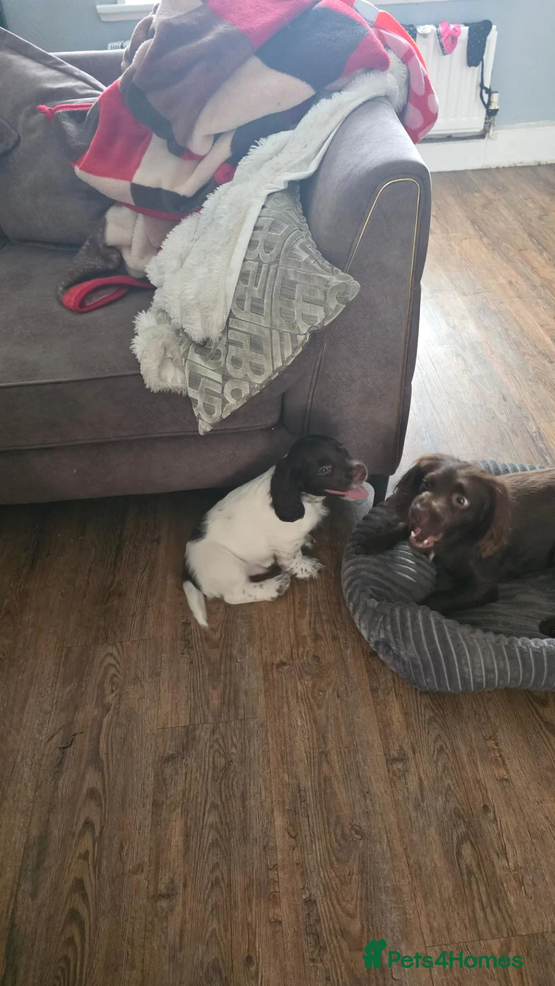 Cocker Spaniel dogs for sale: Liver white cocker spanie male - Advert 1