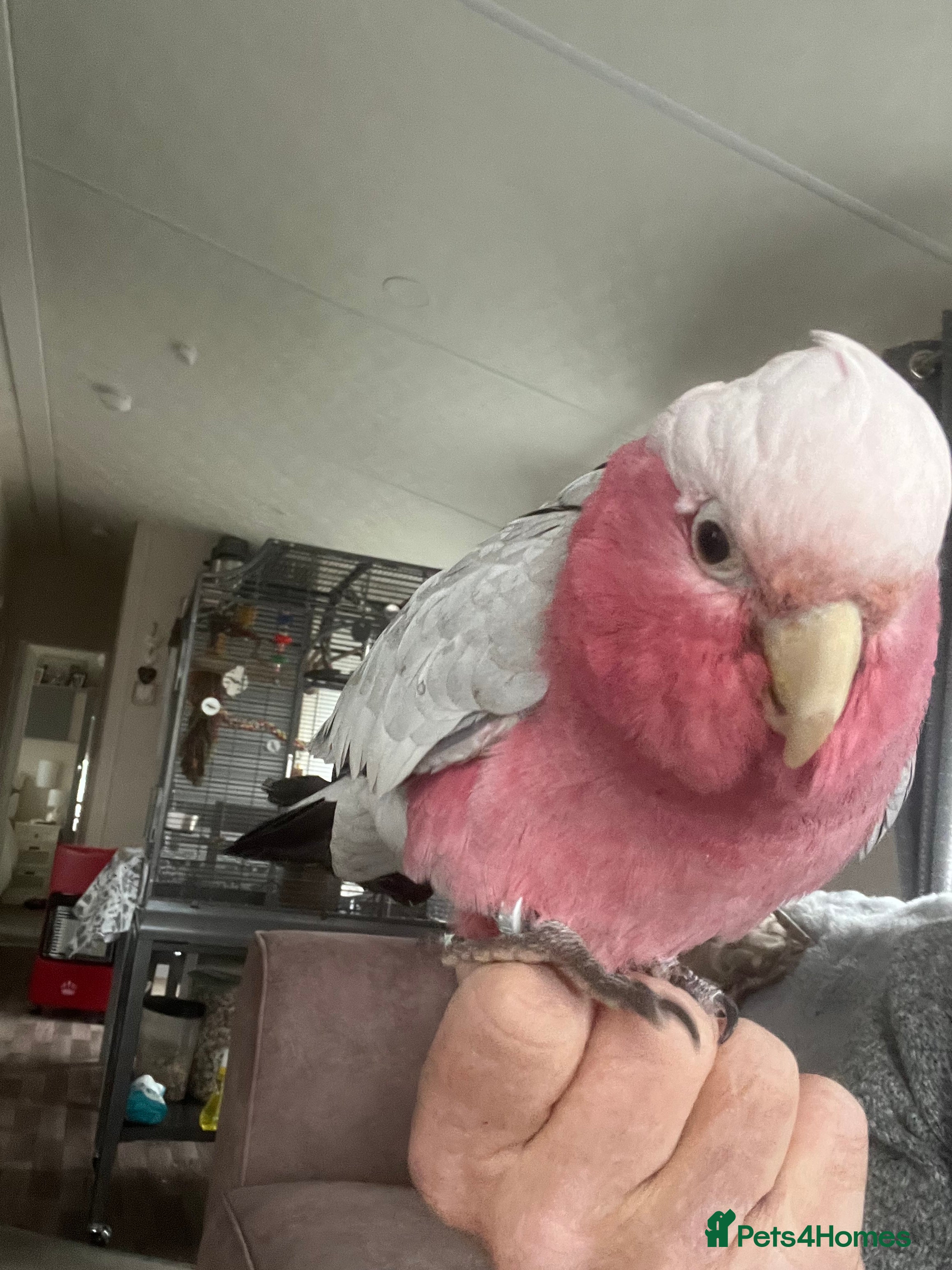 Cockatoo birds Percy  - Advert 4