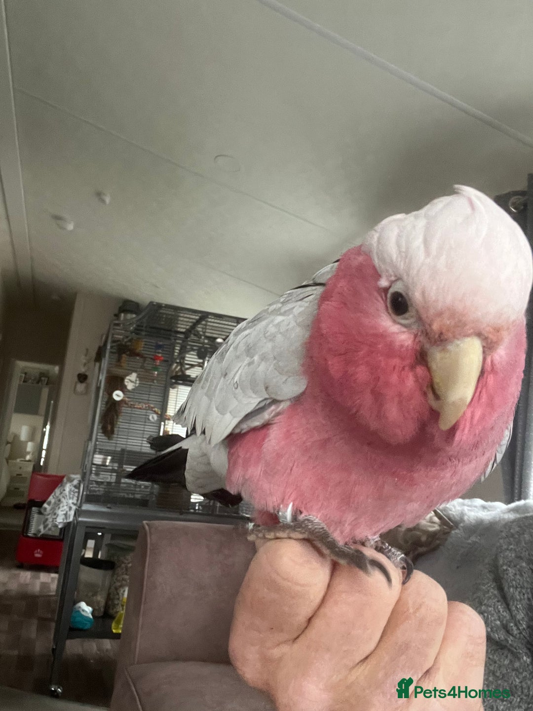 Cockatoo birds for sale: Percy  - Advert 1