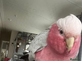 Cockatoo birds Percy - Advert 1