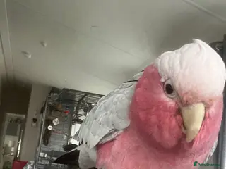 Cockatoo birds Percy - Advert 1