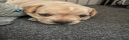 Mixed Breed dogs for sale: French Bulldog Cross Pups - Advert 9