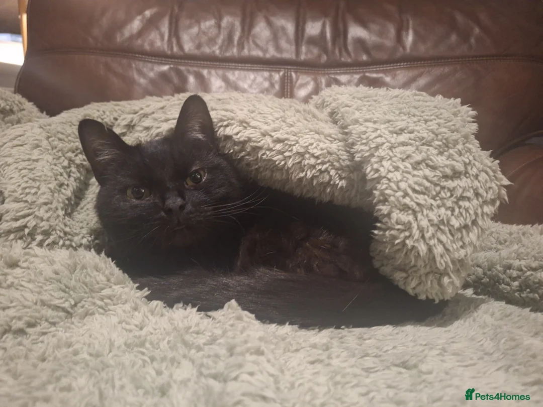 Domestic Shorthair cats for sale: Jaguar needs a new home - Advert 2