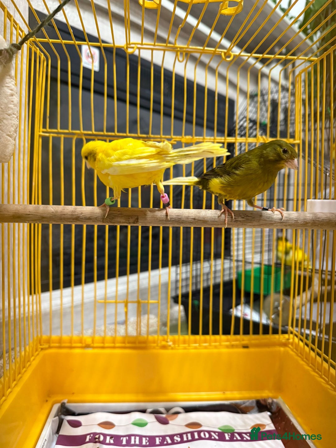 Lovebirds birds for sale: Male  - Advert 2