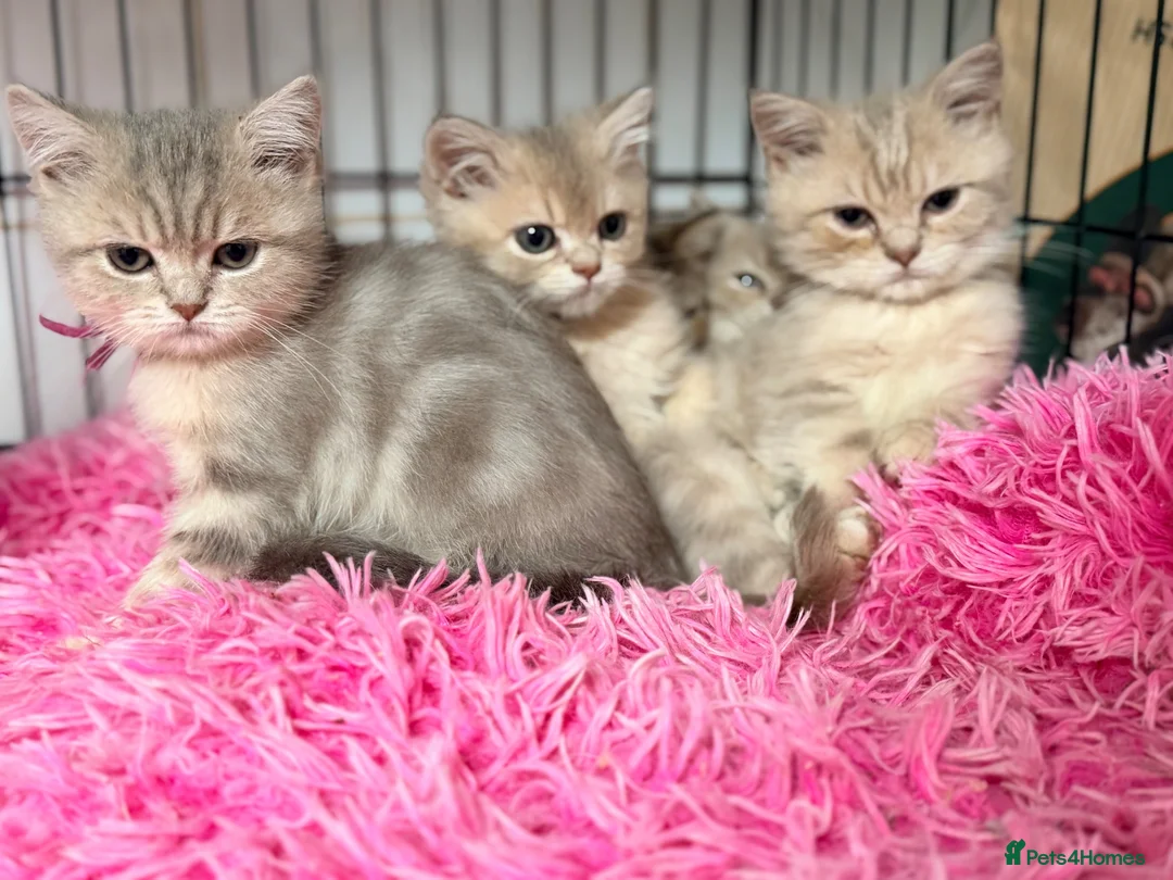 British Shorthair cats for sale: Lilac GCCF registered BSH kittens in Swansea - Advert 1