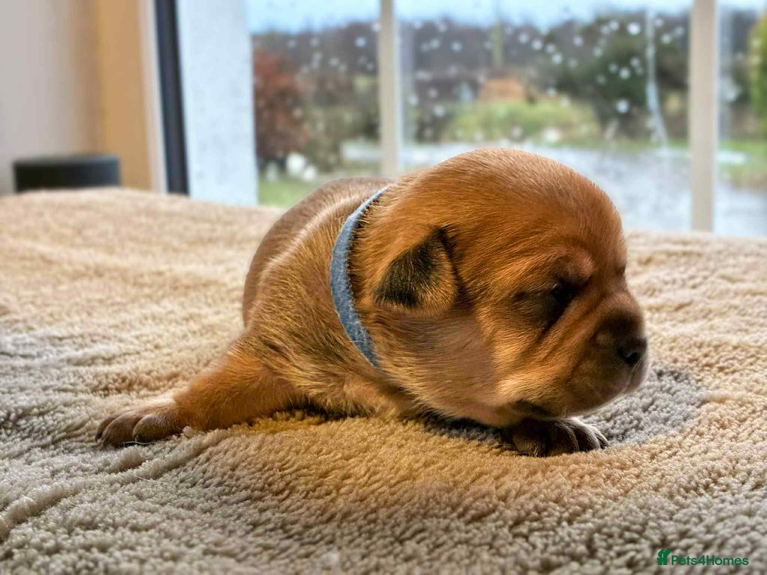 Jug dogs for sale: Jug Puppies  - Advert 6