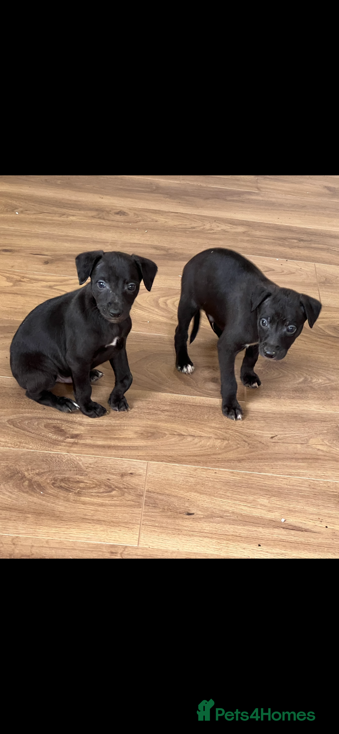 Whippet dogs Bedlington/Whippet Puppies - Advert 2