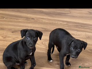Whippet dogs Bedlington/Whippet Puppies - Advert 3