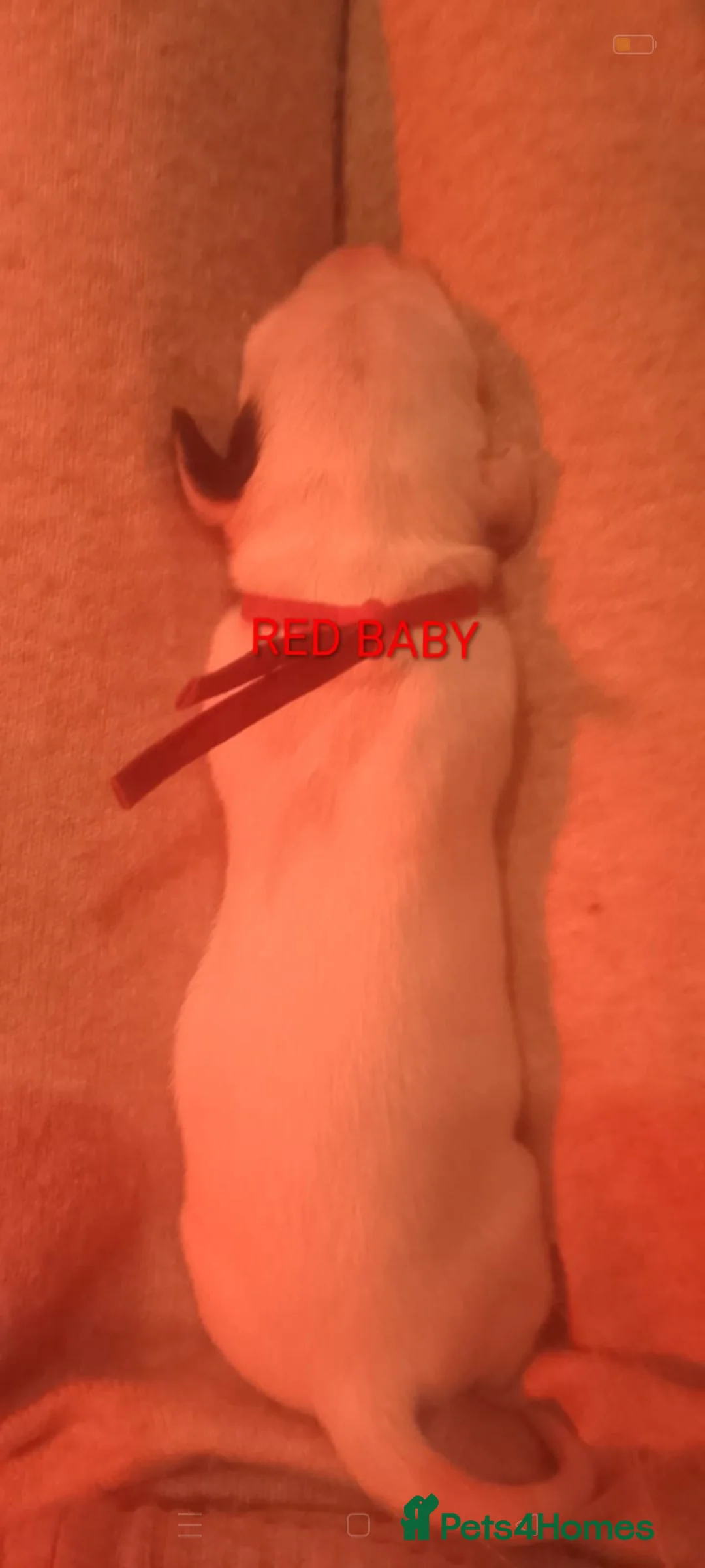 Dalmatian dogs for sale: Dalmatian puppies for sale - Advert 26