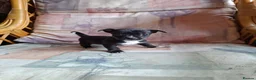 Mixed Breed dogs for sale: Beautiful Jack Russell puppies.  in Bristol - Advert 6