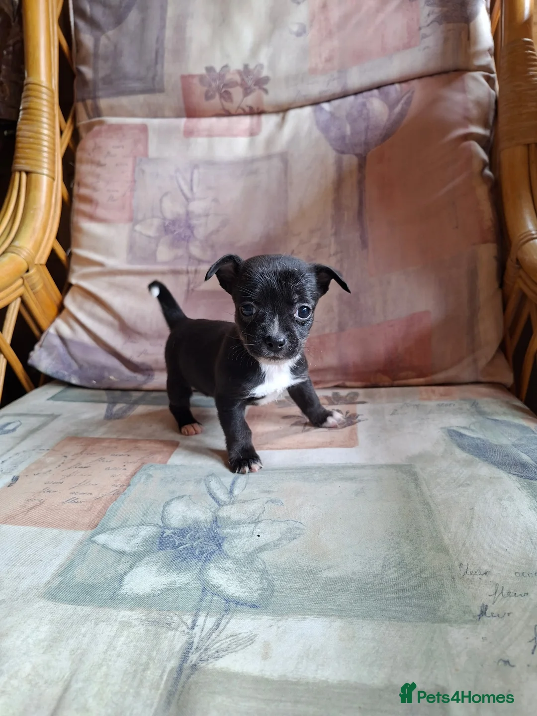 Mixed Breed dogs for sale: Beautiful Jack Russell puppies.  in Bristol - Advert 6
