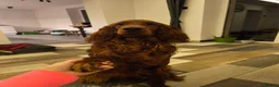 Irish Setter dogs for stud:  READY FOR STUD – PROVEN, HEALTHY, AND EXCEPTIONAL in Walsall - Advert 8