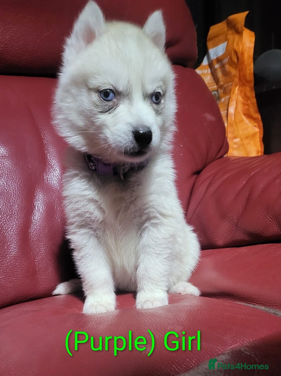 Siberian Husky dogs Beautiful Siberian husky litter - Advert 2