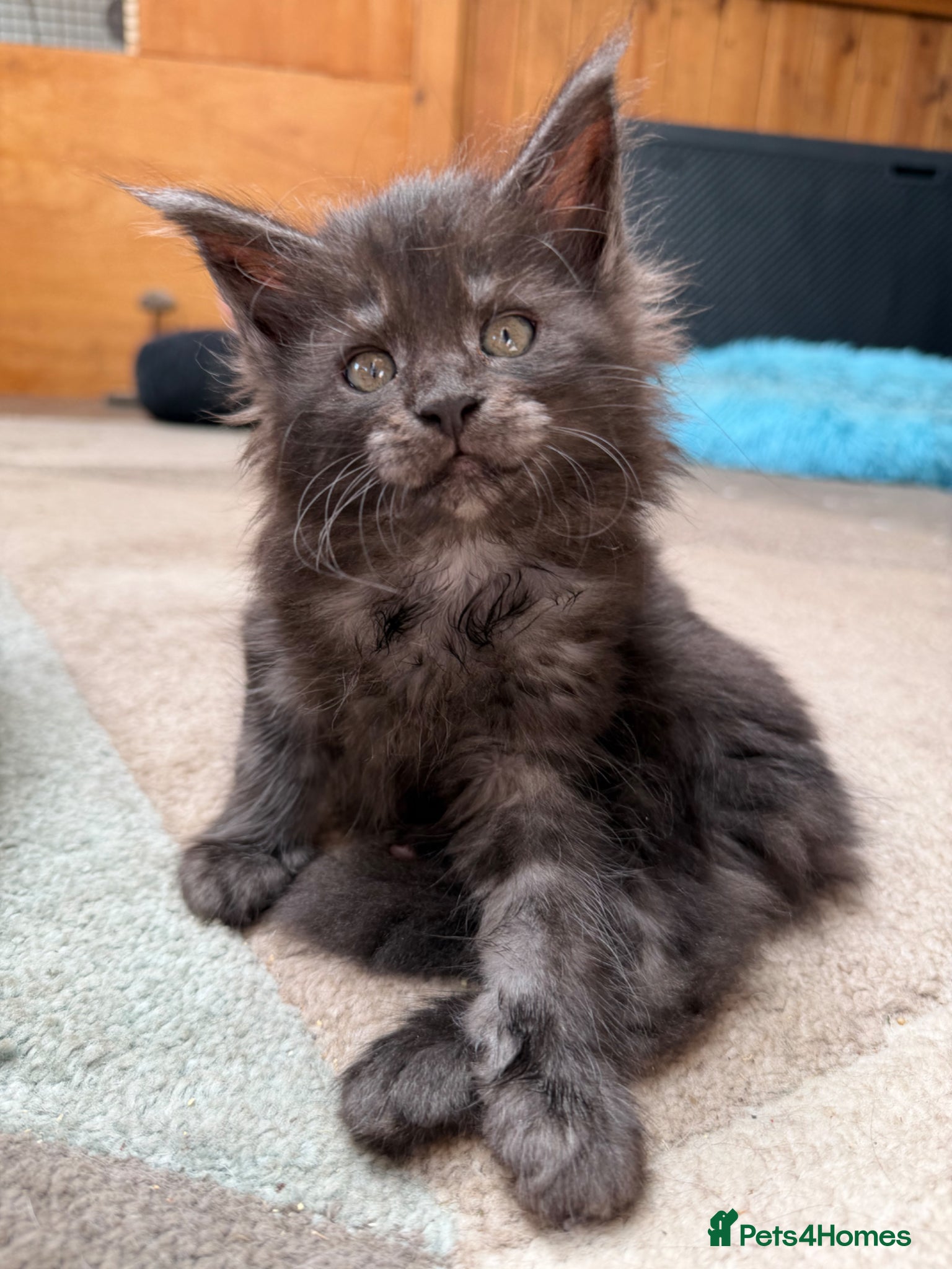 Maine Coon cats Beautiful GCCF reg Maine coon kittens for sale  - Advert 2