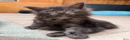 Maine Coon cats for sale: Beautiful GCCF reg Maine coon kittens for sale  - Advert 9