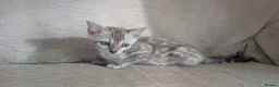 Bengal cats for sale: Family raised TICA Bengal kittens - Advert 18