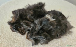 Guinea Pig rodents for sale: Baby female guinea pigs ready to reserve - Image 5