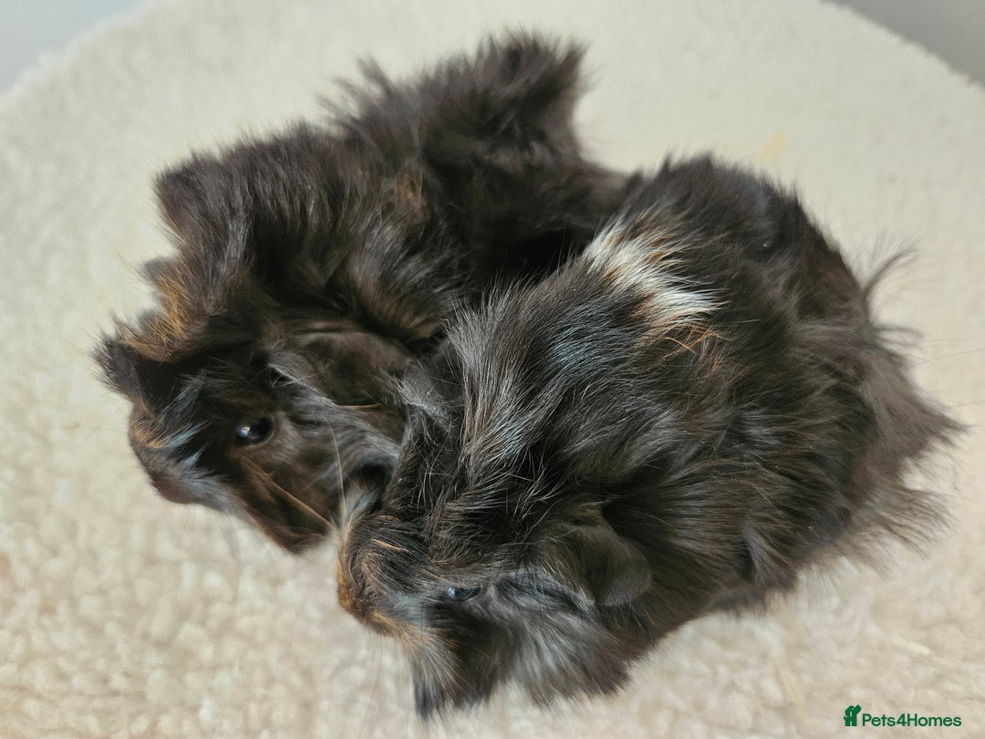 Guinea Pig rodents for sale: Baby female guinea pigs ready to reserve - Image 5