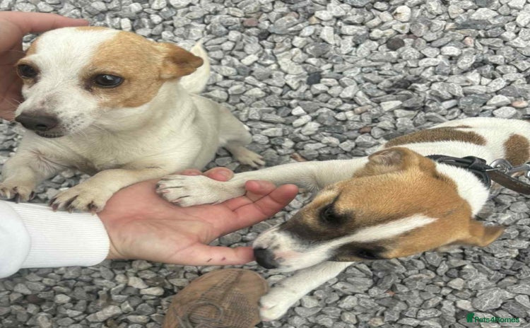 Jack Russell dogs - Advert 1