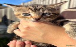 Mixed Breed cats for sale: 5 Gorgeous kittens available now - Image 32