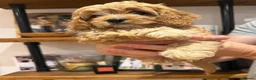 Cavapoo dogs for sale: Gorgeous Cavapoo Puppies — 3 Boys, 3 Girls. in St Albans - Advert 5