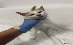 Mixed Breed cats for adoption: 💍Pearl💍is looking for her forever home!  - Image 5