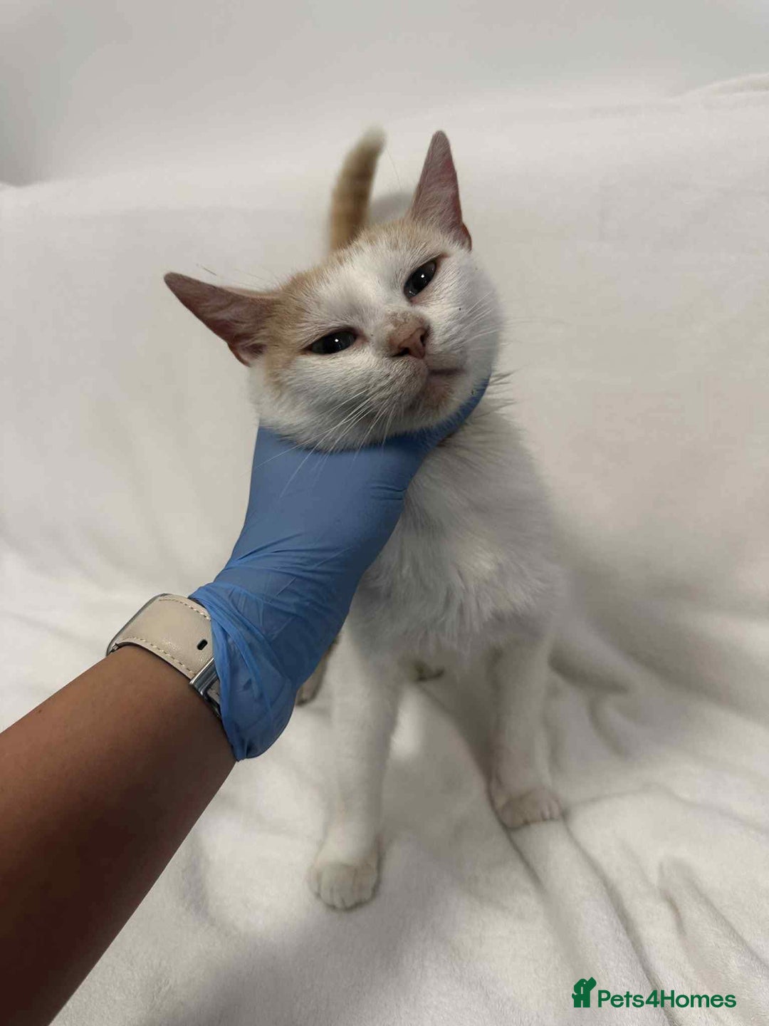 Mixed Breed cats for adoption: 💍Pearl💍is looking for her forever home!  - Image 5