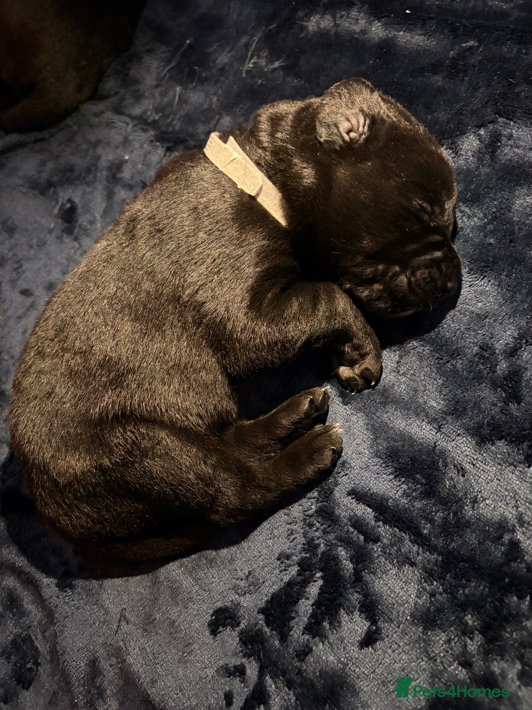 Borador dogs for sale: Lab collie pups  - Advert 11