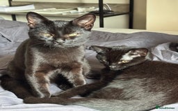 British Shorthair cats for sale: Cimba & Tom Both male  - Image 9