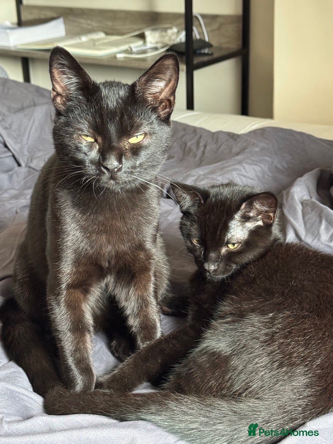 British Shorthair cats for sale: Cimba & Tom Both male  - Image 9