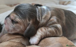 Cocker Spaniel dogs for sale: Show type Cocker Spaniels - Advert 3