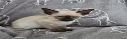 Siamese cats for sale: Adorable siamese kittens - Advert 5