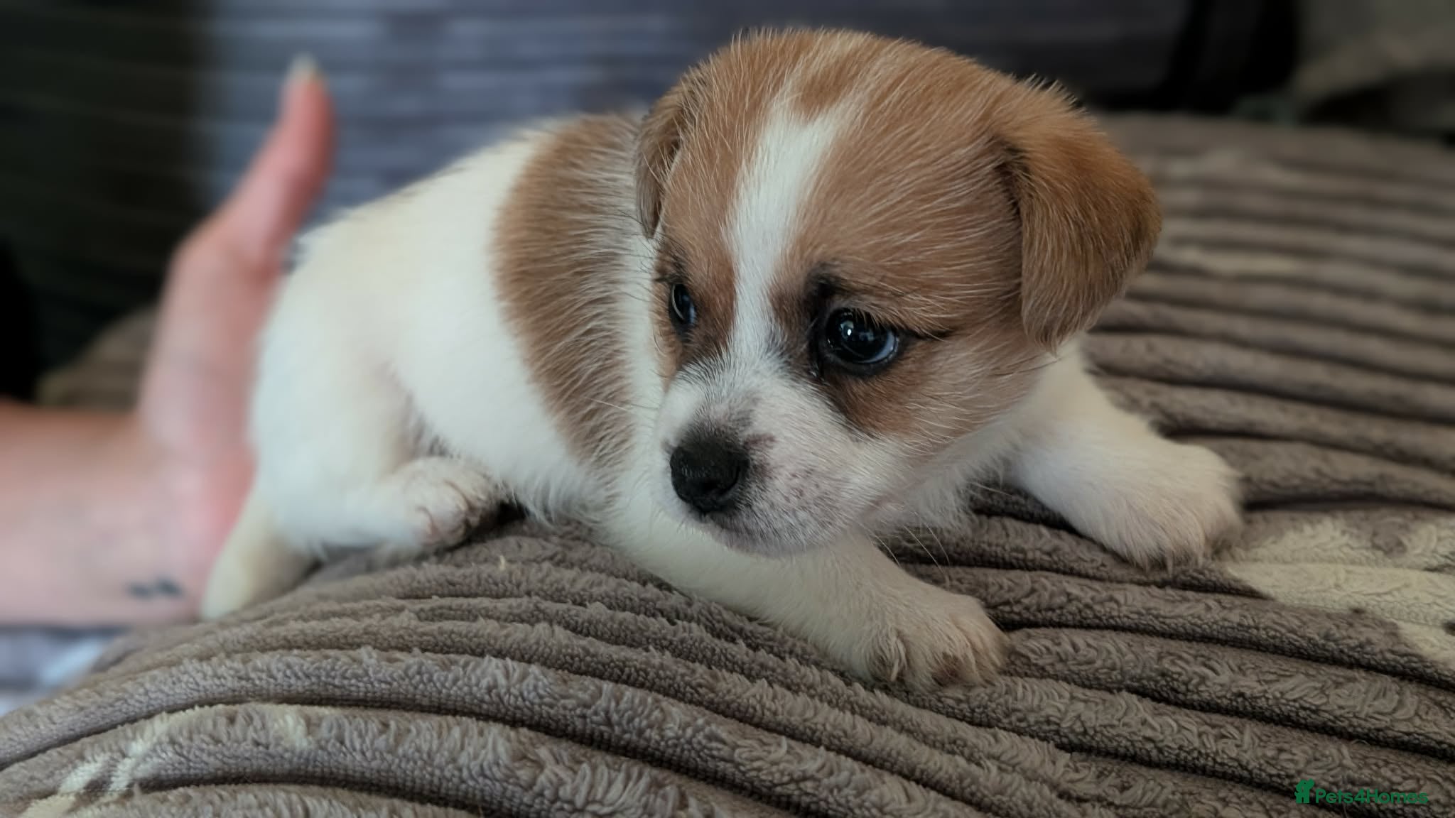 Mixed Breed dogs Jack Russell beautiful litter of boys - Advert 4