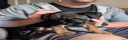 Border Terrier dogs for sale: Border Terrier Puppies For Sale - Advert 10