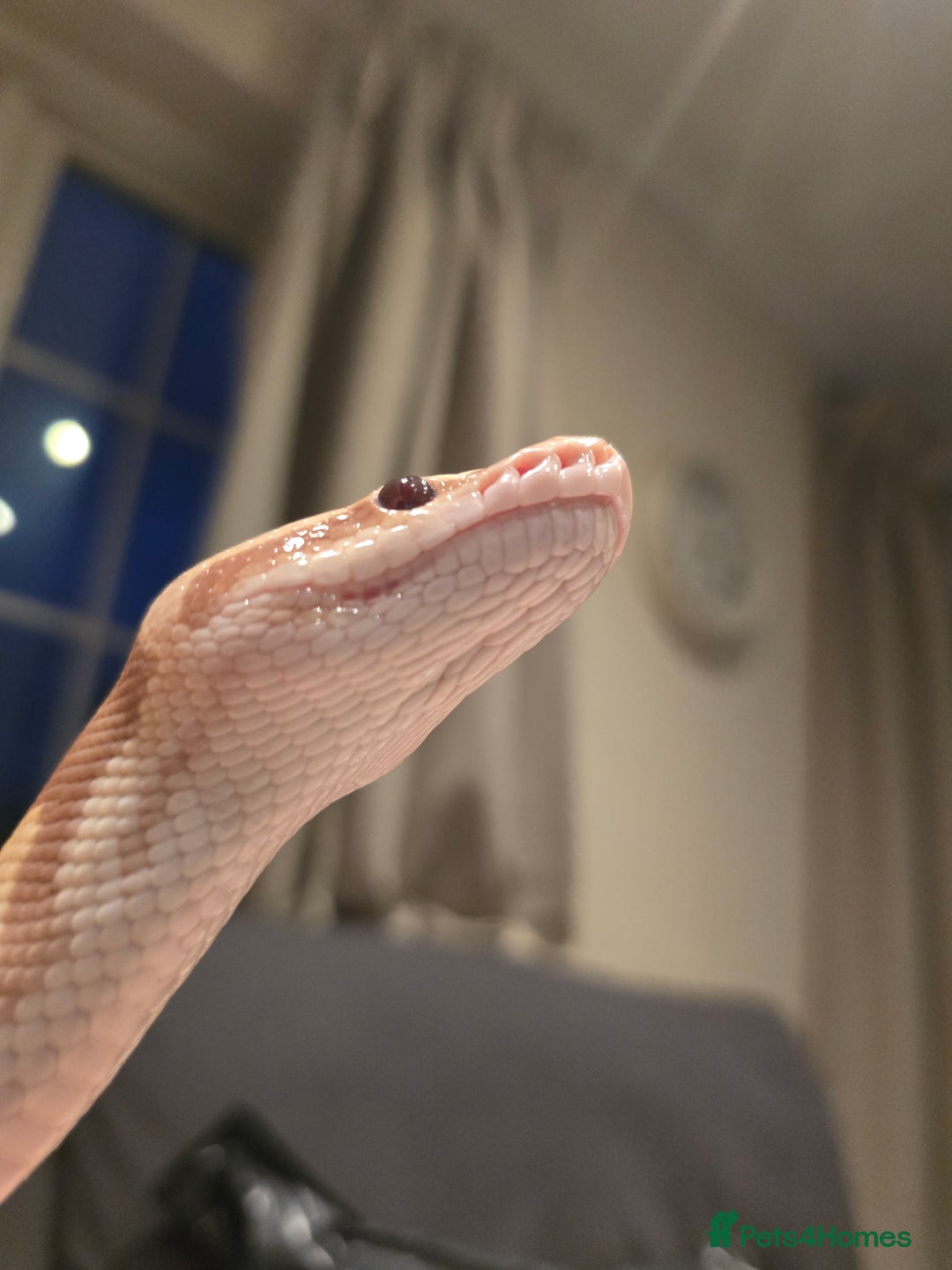 Python Snake reptiles for sale: Banana Royal Python - Image 7