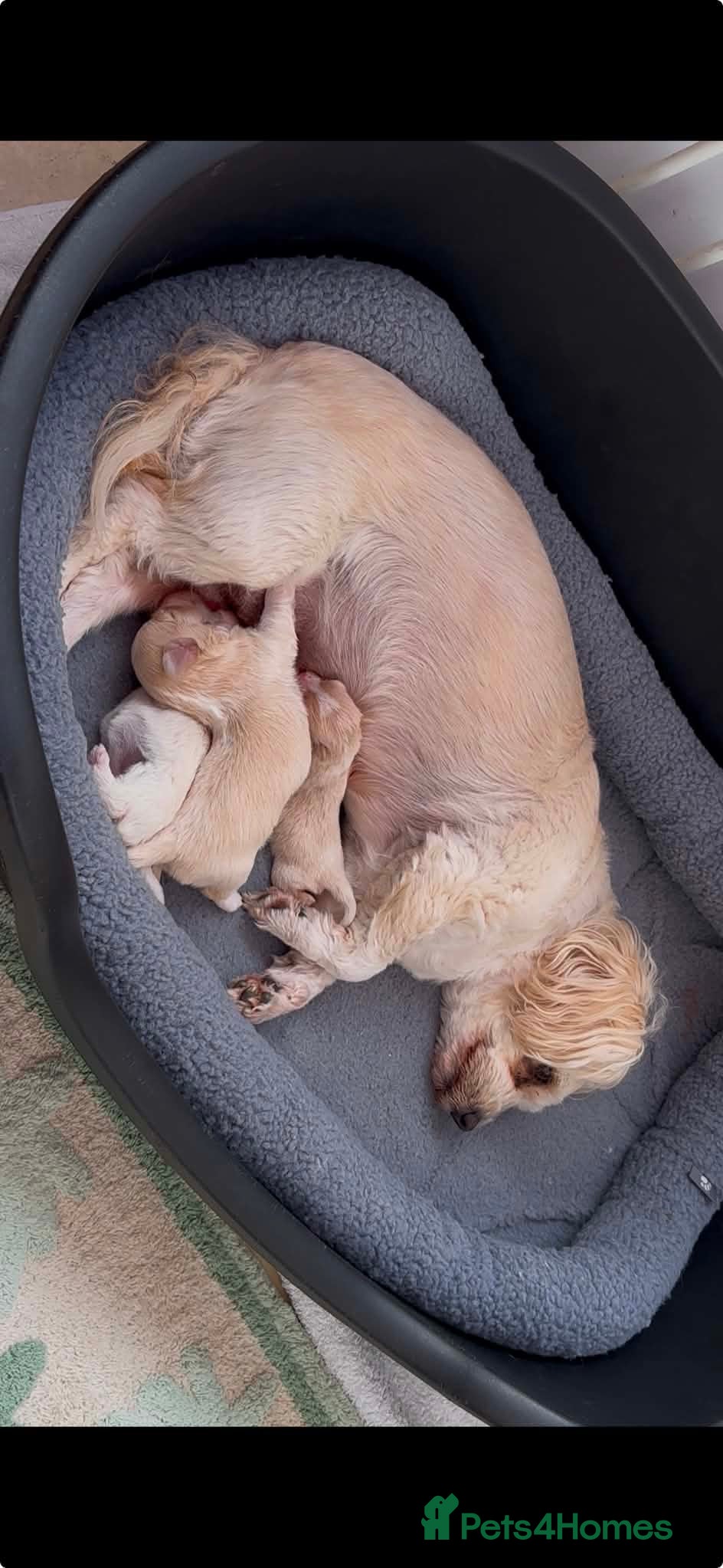 Bichon Frise dogs Cute bichons looking for their forever home  - Advert 1