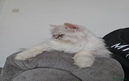 Persian cats for sale: Persians  - Image 14