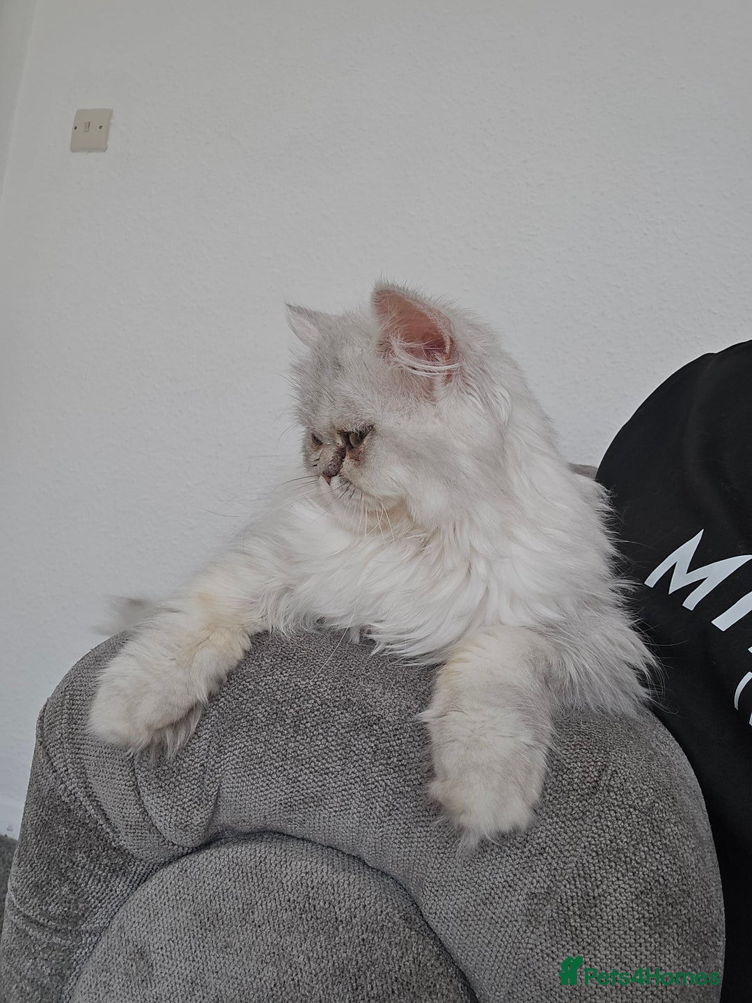 Persian cats for sale: Persians  - Image 14