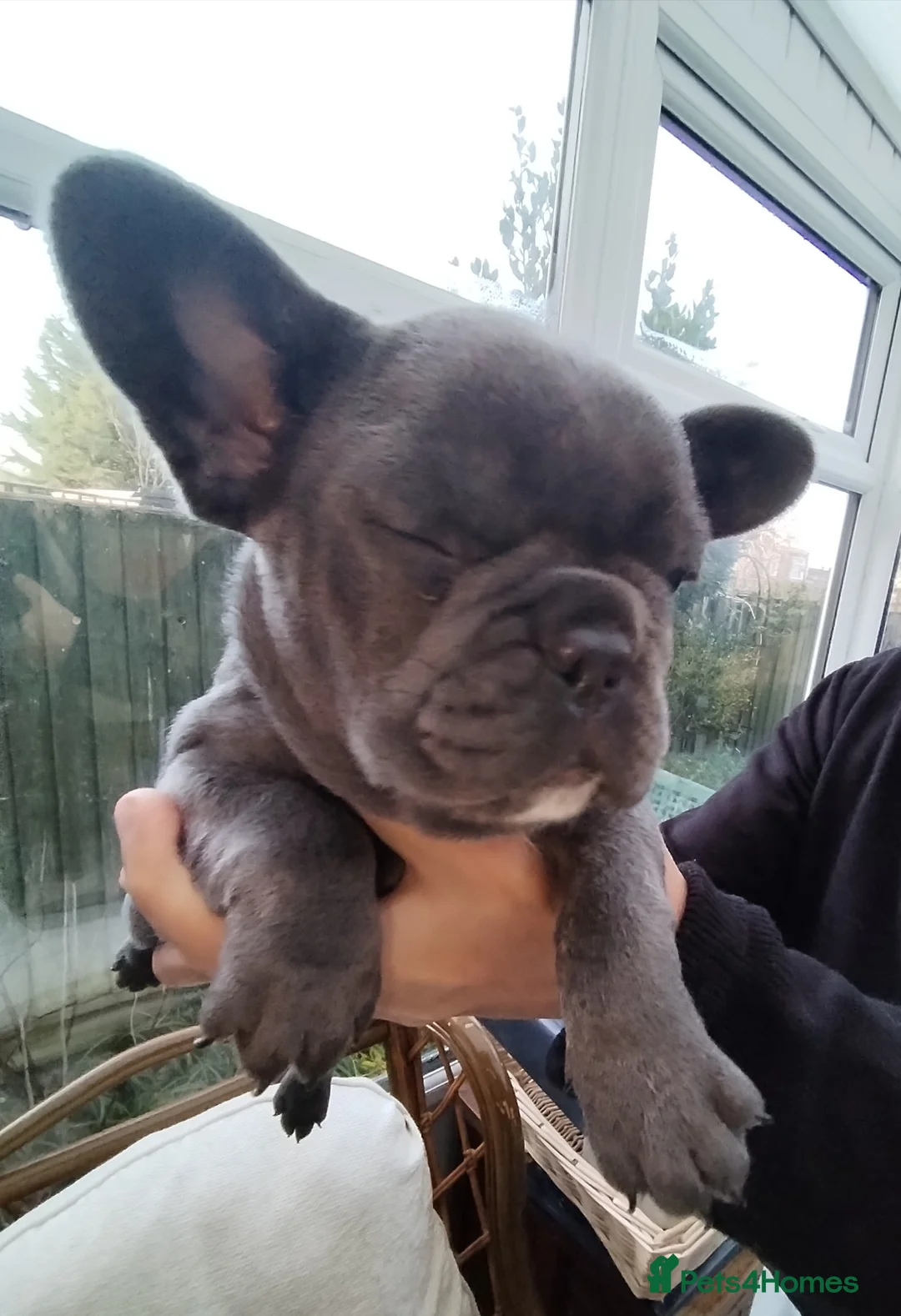 French Bulldog dogs for sale: French bulldog female blue colour - Advert 14