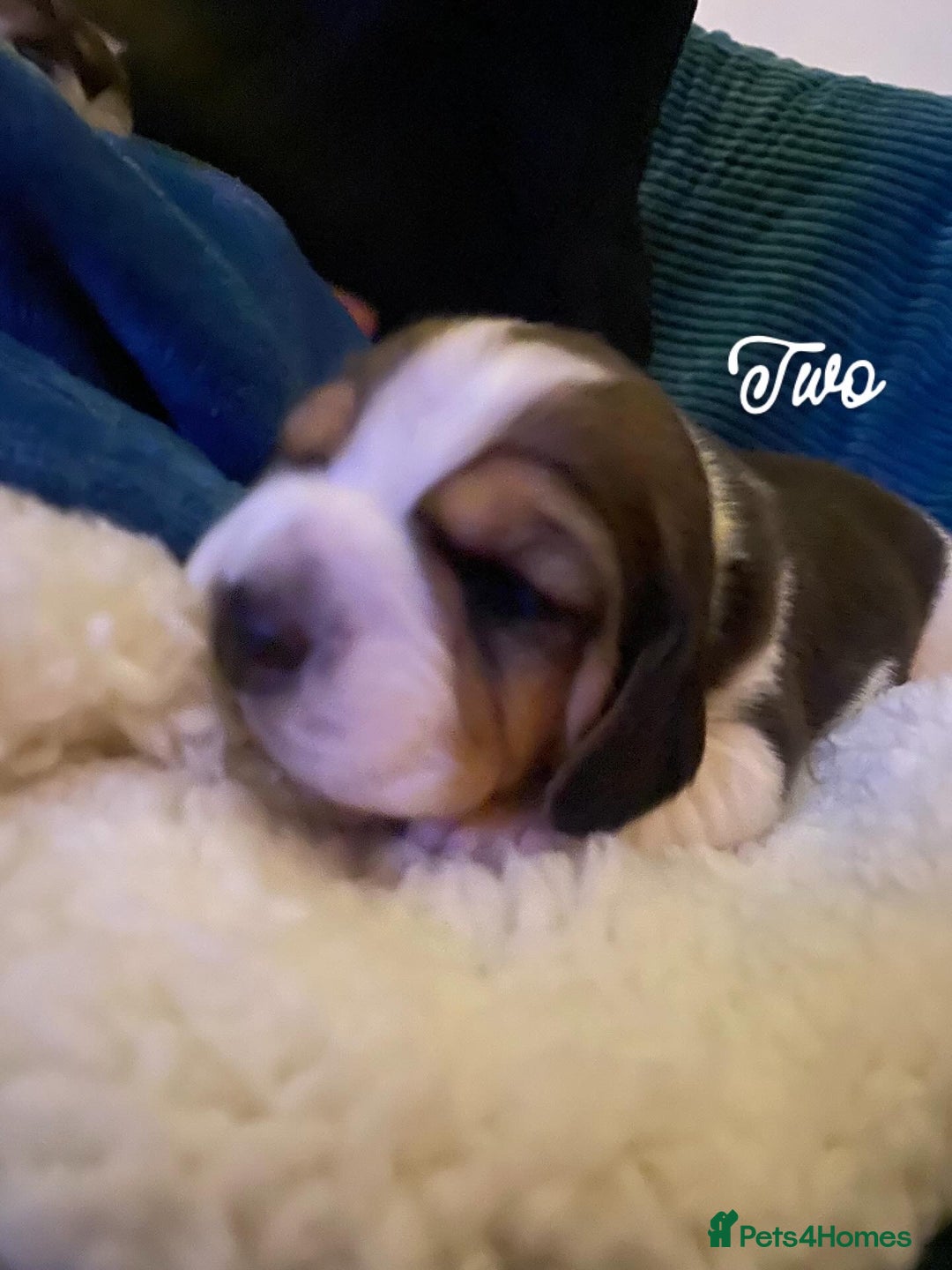 Beagle dogs for sale: 5 Beautiful tri beagle pups  - Advert 12