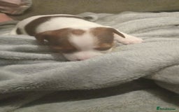 Patterjack dogs for sale: Patterjack/jackrussel - Image 4