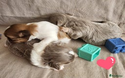 Shih Tzu dogs for sale: KC IMPERIAL SHISH TZU - Image 11