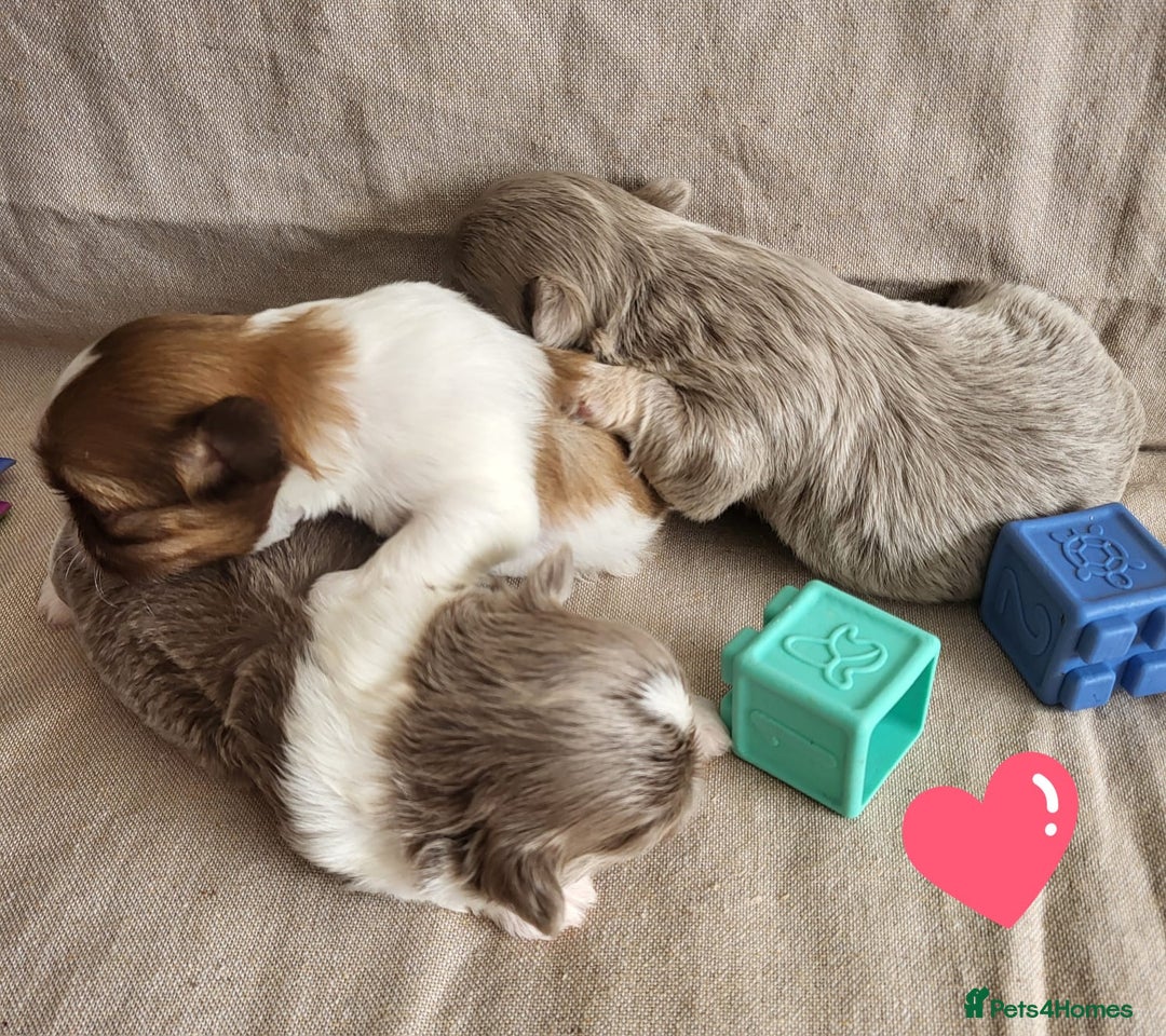 Shih Tzu dogs for sale: KC IMPERIAL SHISH TZU - Image 11