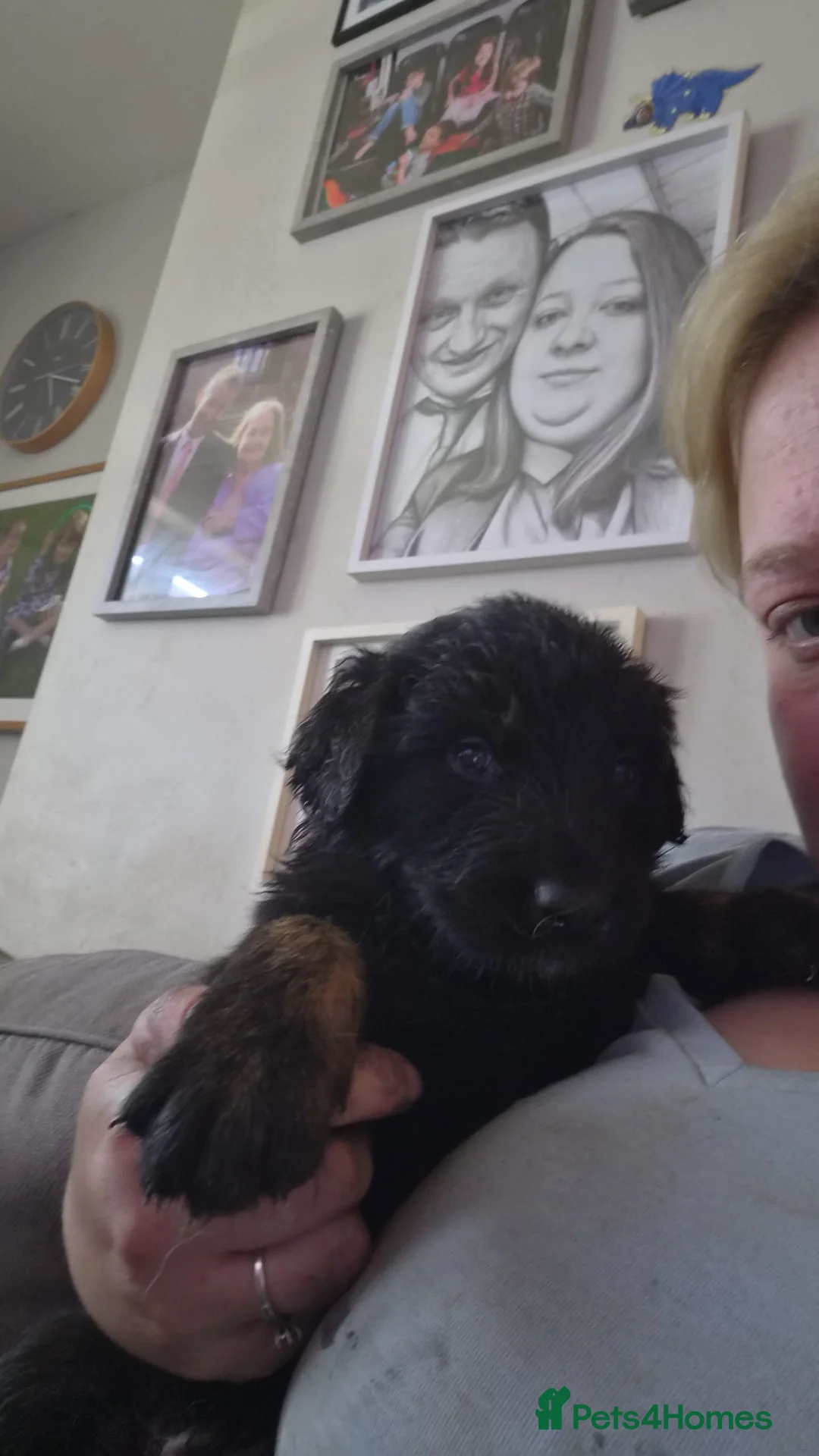 Golden Shepherd dogs for sale: 1 boy left Gorgeous golden Shepherds - Advert 2