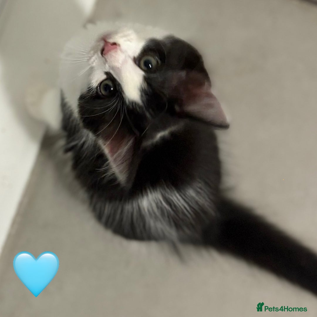 Ragdoll cats for sale: Looking for perfect furry companion? - Advert 23