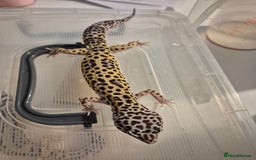 Gecko reptiles for sale: Various proven breeder leopard geckos  - Image 5