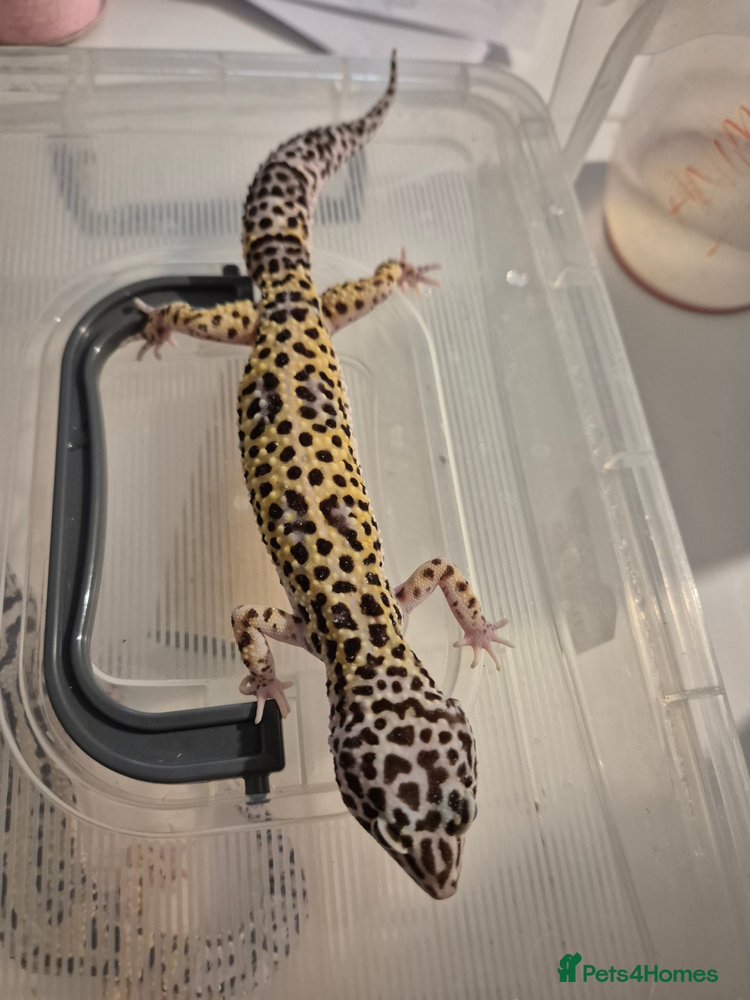 Gecko reptiles for sale: Various proven breeder leopard geckos  - Image 5