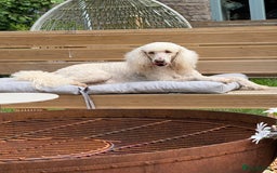 Bernedoodle dogs for sale: Bernadoodle home bred puppies boys and girls  - Image 6