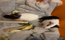 Guinea Pig rodents for sale: Baby guinea pigs - Image 10